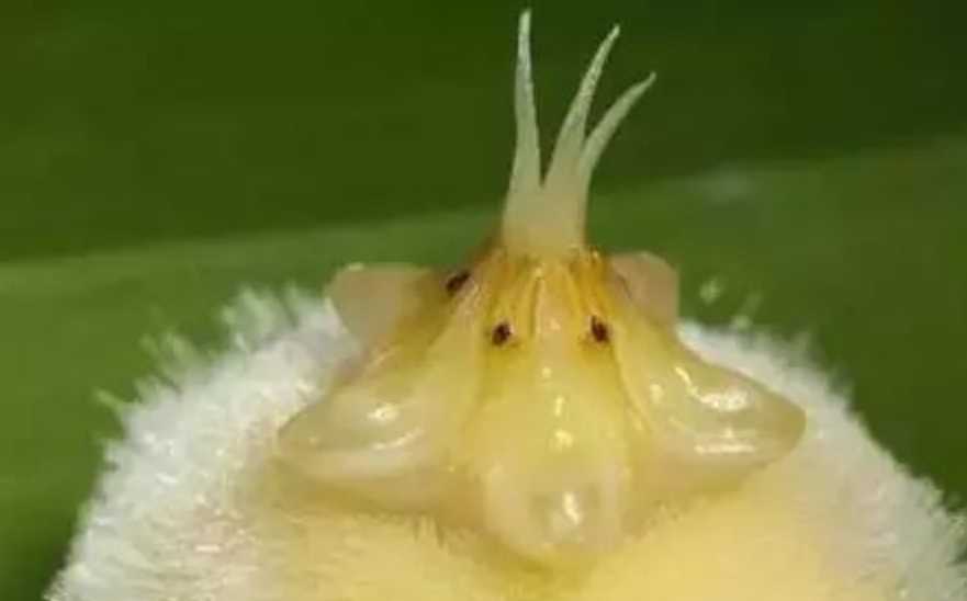 The Majestic King Flower: Nature's Colossal Botanical Marvel